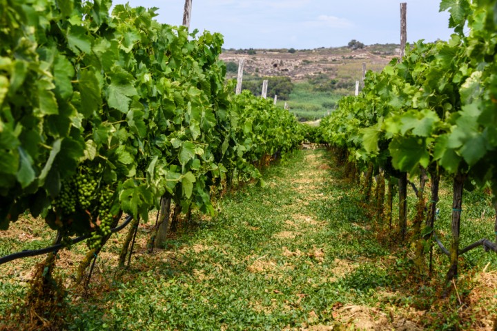 Vigneto maltese